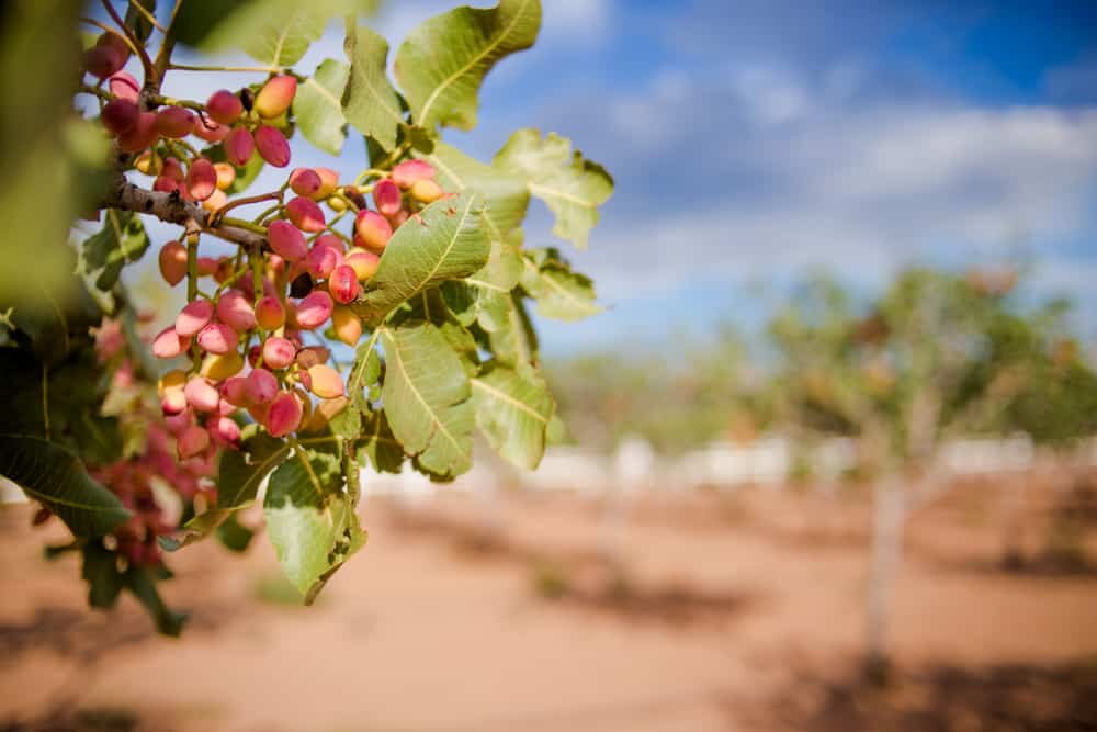 خواص پسته تازه برای بارداری و جنین